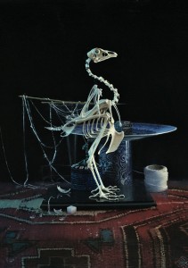 Daniel Sprick, Bird Skeleton, oil, 20 x 16.