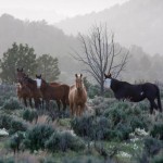 Jicarilla Wild Horses by Kim Diloreto