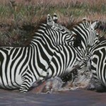 Splash by Sue Gombus