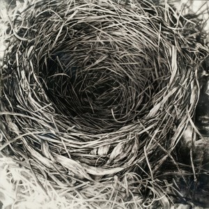Robin Cole Smith, Instinct III, encaustic/charcoal, 46 x 46.
