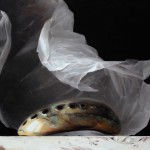 Sadie-Valeri_Auriform_11x14_oil-on-panel Auriform (Polished Abalone Shell), oil, 11 x 14.