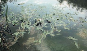 Gregory Block, Waterlilies, oil, 48 x 82.